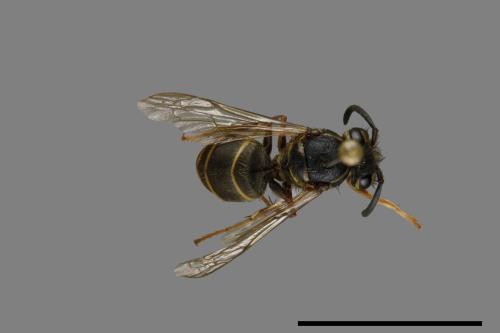 Vespula flaviceps[細黃胡蜂][00073040]