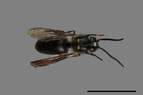 Vespula flaviceps[細黃胡蜂][00072875]
