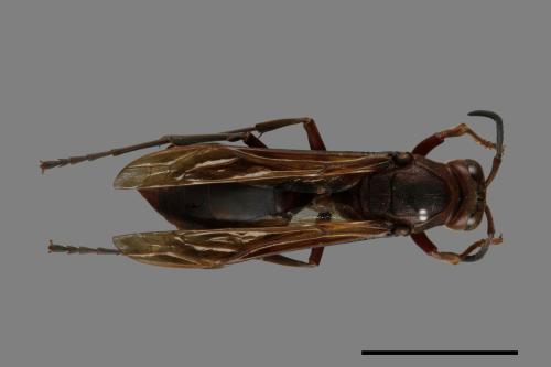 Polistes tenebricosus[赭褐長腳蜂][00074412]