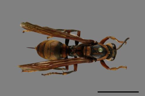 Polistes rothneyi[黃長腳蜂][00073575]