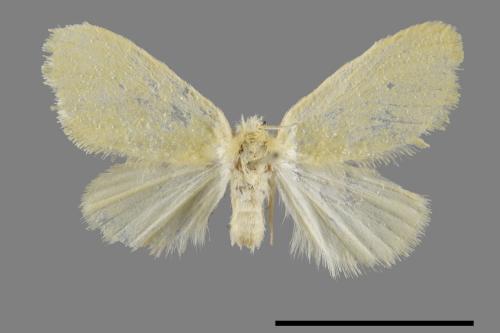 <已分類>Genus：Euproctis[00023808]
