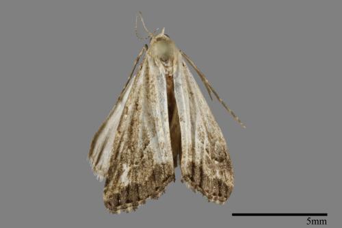 <已分類>Family：Crambidae[草螟科][00093302]