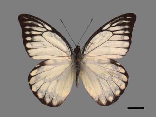 Prioneris thestylis formosana[斑粉蝶][00027461]