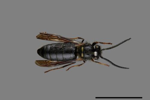 Vespula flaviceps[細黃胡蜂][00073418]