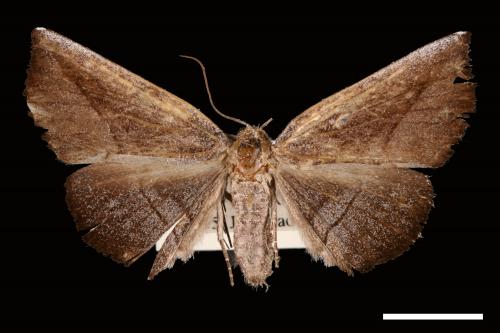 <已分類>Genus：Mecodina[00007480]