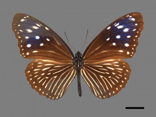 Euploea mulciber barsine[端紫斑蝶][00024833]