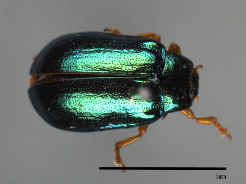 <已分類>Family：Chrysomelidae[金花蟲科][00081188]