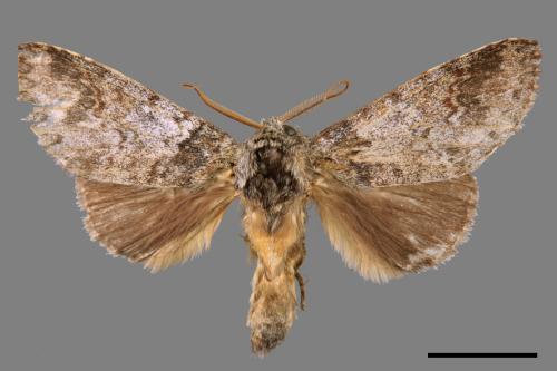 Pseudofentonia nigrofasciata[00037631]