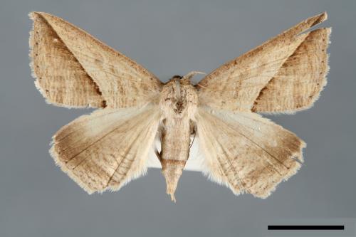 Dierna duplicata[00005931]