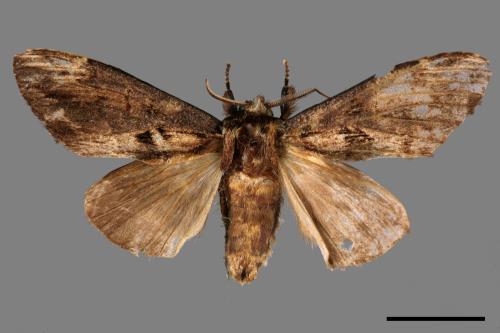 Hexafrenum leucodera yamamotoi[吉本氏異齒舟蛾 (明白頸異齒舟蛾)][00058452]