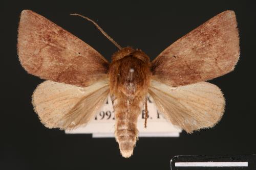 Carea internifusca[間赭瘤蛾][00004671]