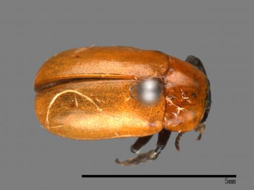 <已分類>Family：Chrysomelidae[金花蟲科][00082908]