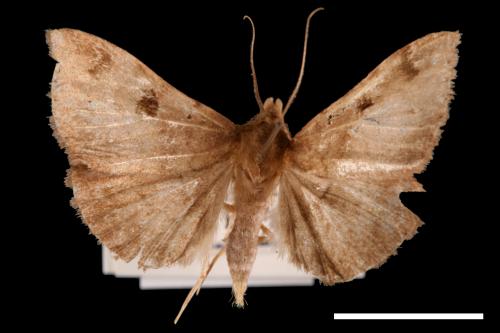 Mecodina karapinensis[00010517]