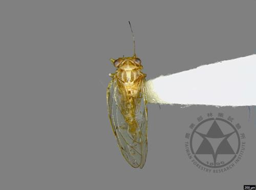 <已分類>Family：Psyllidae[木蝨科][00076949]