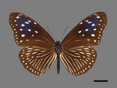 Euploea mulciber barsine[端紫斑蝶][00024834]