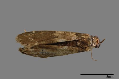 <已分類>Family：Noctuidae[夜蛾科][00010790]