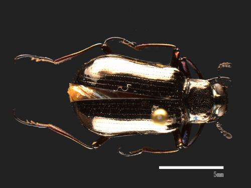 Cleomis marginicollis[爪哇擬步行蟲][00090275]