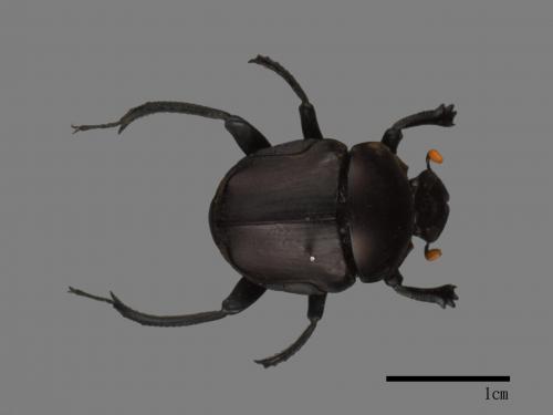 Paragymnopleurus ambiguus[台灣側裸蜣螂][00081831]