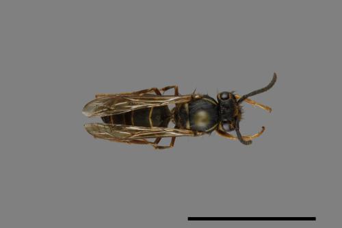 Vespula flaviceps[細黃胡蜂][00072991]