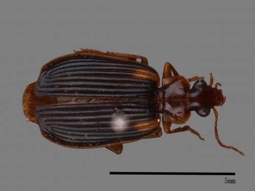 <已分類>Family：Carabidae[步行蟲科][00092591]