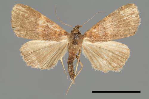 <已分類>Family：Noctuidae[夜蛾科][00011235]