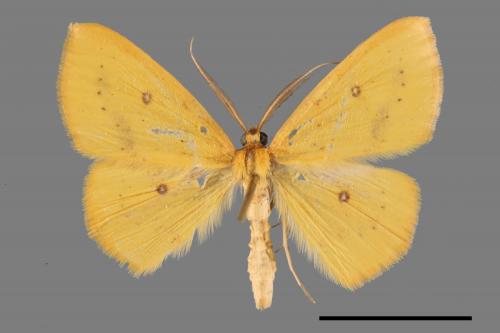 Anisephyra ocularia[四圈黃姬尺蛾][00060134]