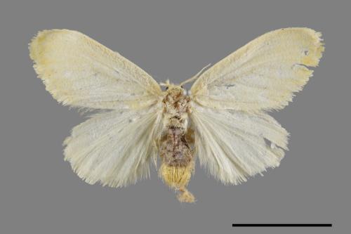<已分類>Genus：Euproctis[00022115]