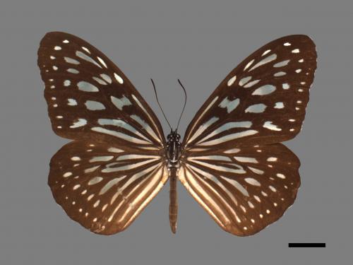 Ideopsis similis[琉球青斑蝶][00026763]