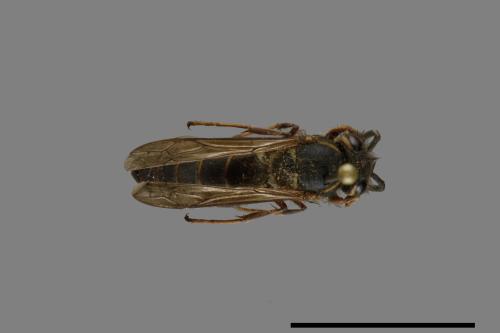 Vespula flaviceps[細黃胡蜂][00072949]