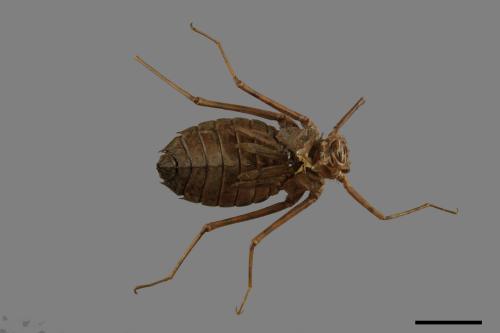 Epophthalmia elegans[慧眼弓蜓][00087109]