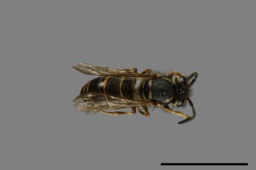 Vespula flaviceps[細黃胡蜂][00073320]