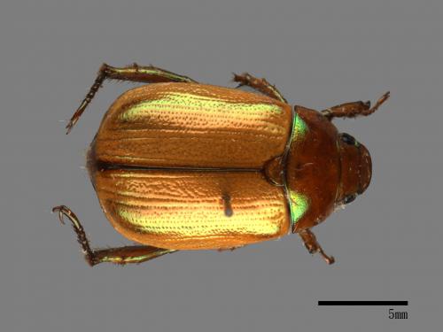Mimela testaceoviridis[黃艷金龜][00081356]