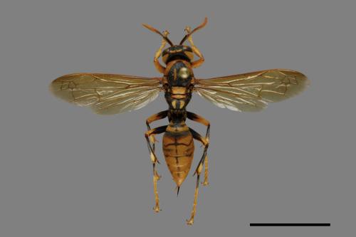 Polistes rothneyi[黃長腳蜂][00074324]