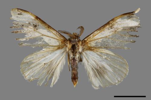Pida decolorata maculosa[灰白毒蛾][00051154]