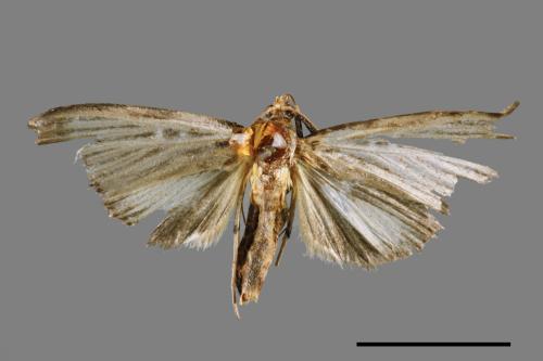 Tyspanodes hypsalis[00065643]