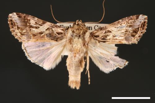 Spodoptera litura[斜紋夜蛾][00002796]