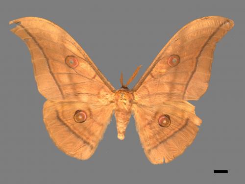 Antheraea yamamai superba[大透目天蠶蛾][00016222]