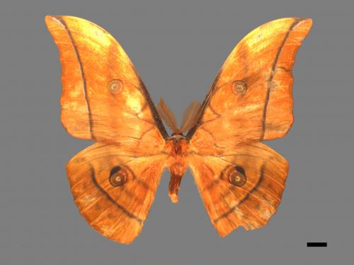 Antheraea yamamai superba[大透目天蠶蛾][00016219]