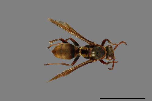 Polistes takasagonus[雙斑長腳蜂][00101470]