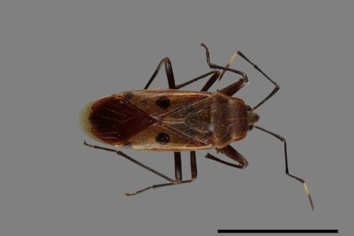 Physopelta quadriguttata[00040901]