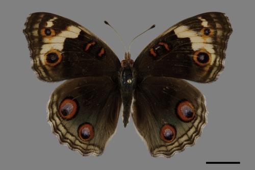 Junonia orithya[孔雀青蛺蝶][00102125]