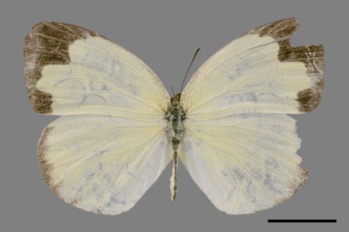 Eurema blanda arsakia[臺灣黃蝶][00024788]