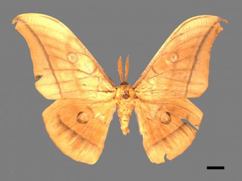 Antheraea yamamai superba[大透目天蠶蛾][00016063]