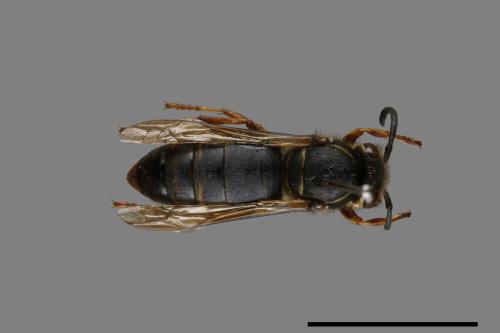 Vespula flaviceps[細黃胡蜂][00073156]