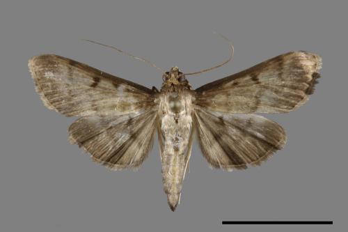 <已分類>Family：Crambidae[草螟科][00100352]