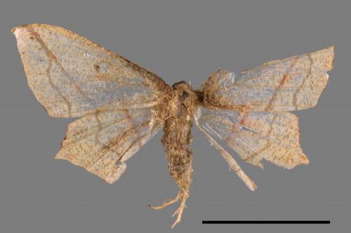 Timandra convectaria[尖角線尺蛾][00047836]