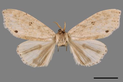 Calliteara angulata[點茸毒蛾][00088392]