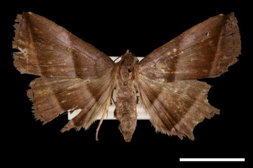 Hadennia obliqua[00010452]