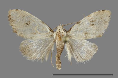 <已分類>Family：Noctuidae[夜蛾科][00094959]