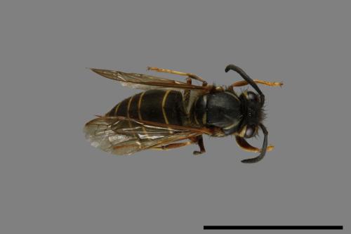 Vespula flaviceps[細黃胡蜂][00073074]
